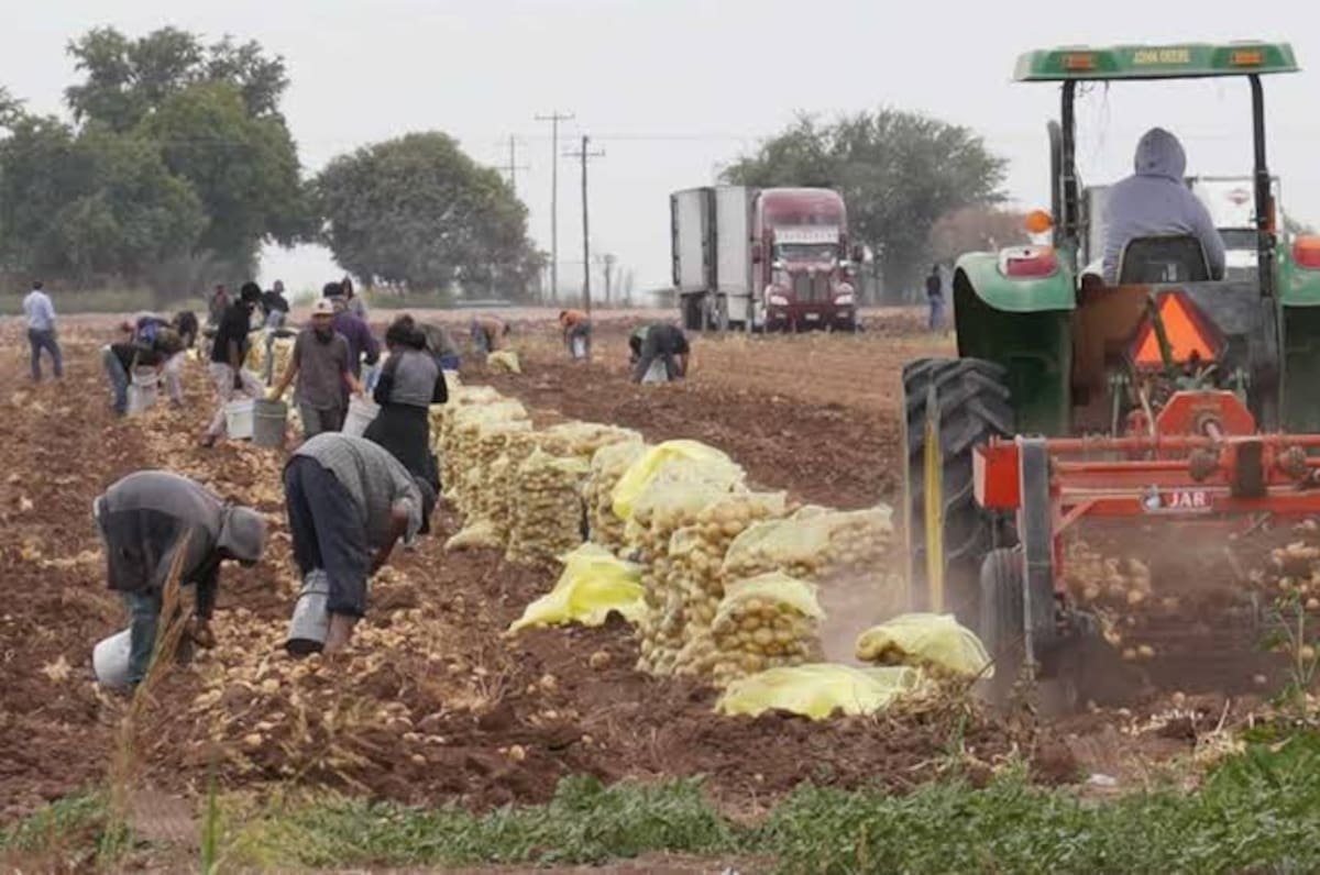 Los trabajadores foráneos contratados provienen de estados como Guerrero, Chiapas, Veracruz y Chihuahua / Foto: Cortesía