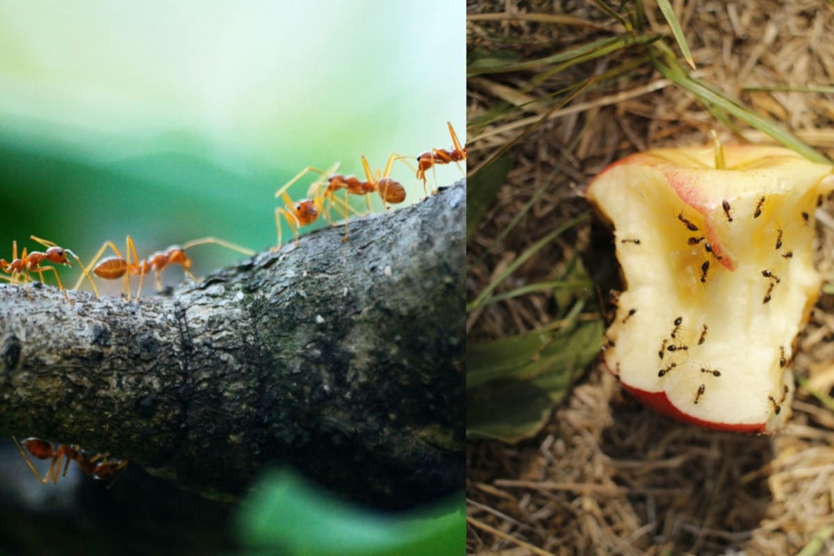 Mira lo impresionantes que se ven las hormigas bajo el microscopio