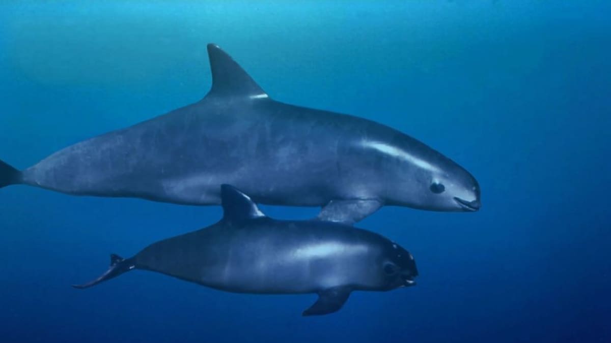 Campaña para proteger a la vaquita marina incluirá entrenamiento de observadores, monitoreo científico y participación comunitaria en el Alto Golfo de California