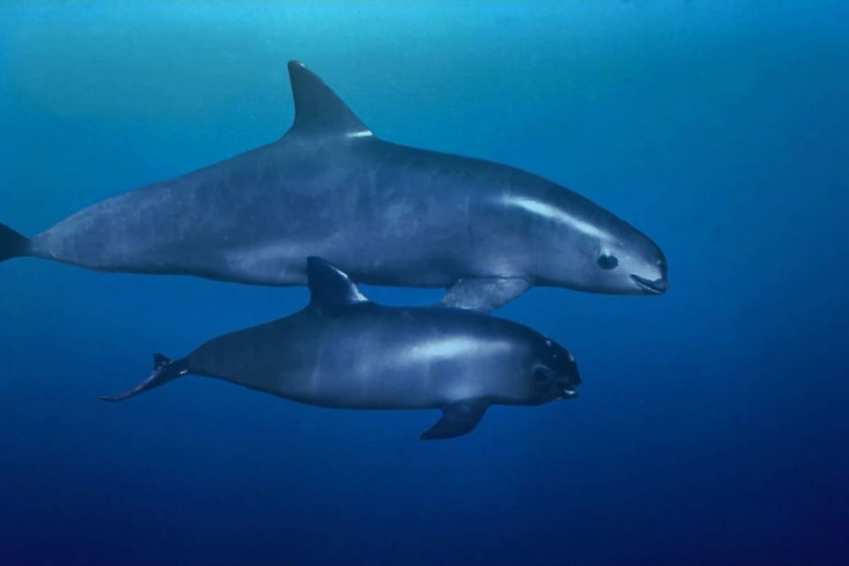 Mantiene México acciones de protección a la vaquita marina