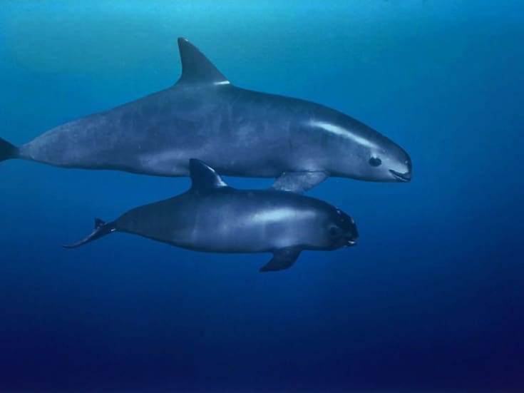 Mantiene México acciones de protección a la vaquita marina