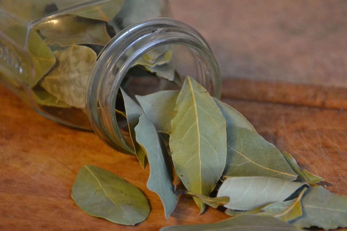 Razones para quemar hojas de laurel en casa y mejorar tu ambiente