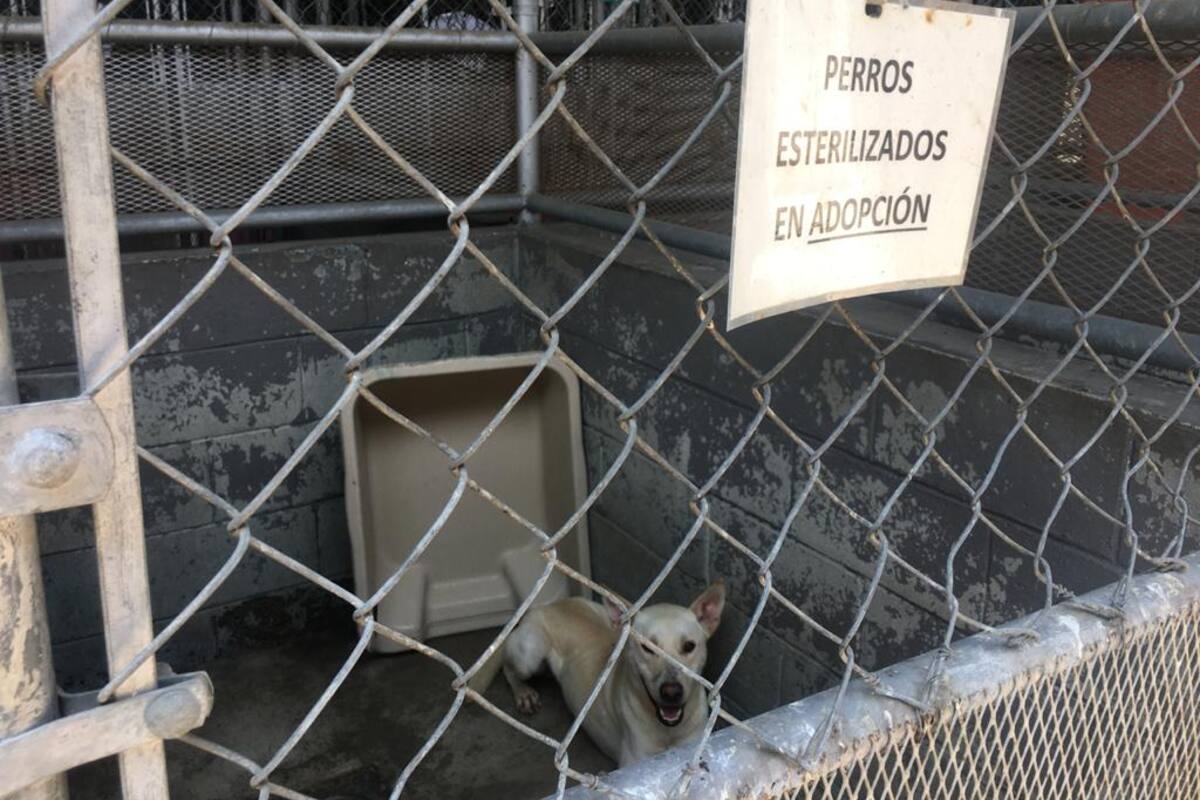 Disminuye adopción de mascotas
