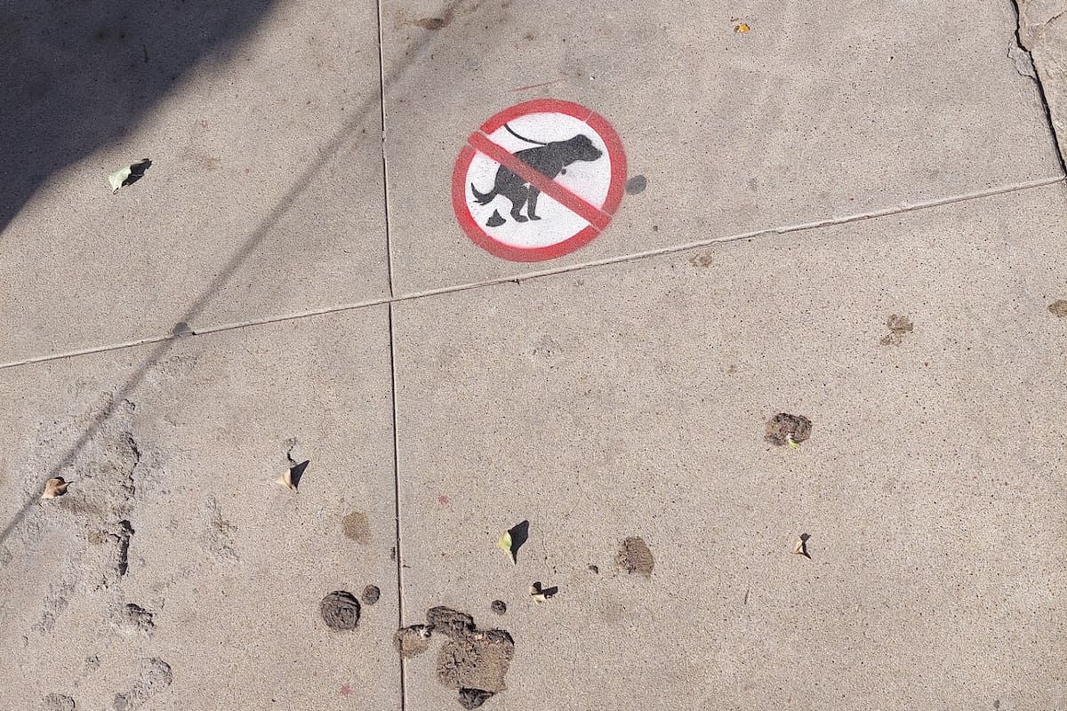 Heces caninas en las calles se han convertido en un problema para Ensenada