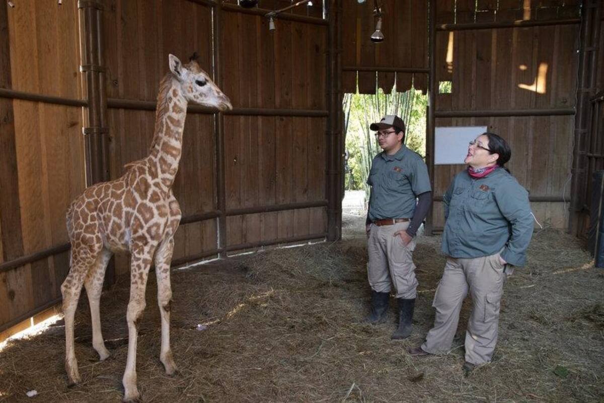 Un zoo en tiempos del coronavirus