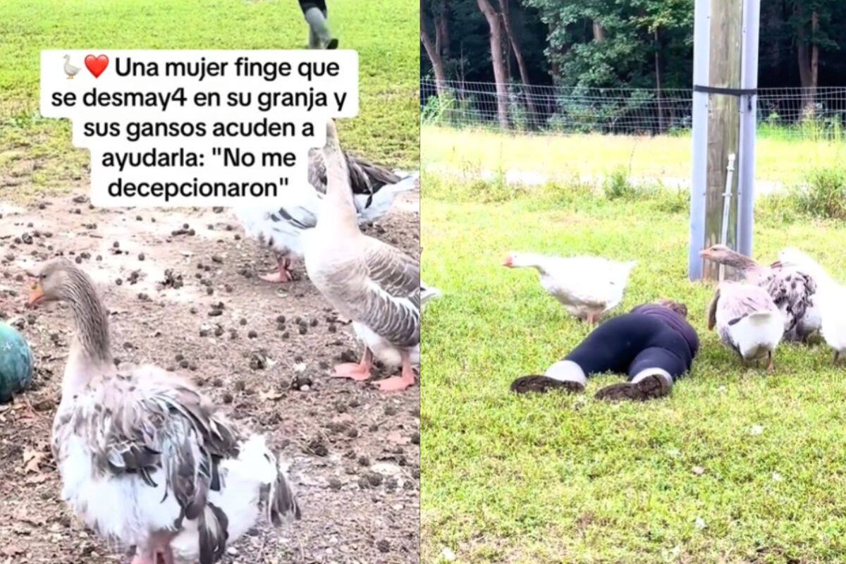 “No me decepcionaron”: Mujer finge desmayarse y sus gansos corren para ayudarla