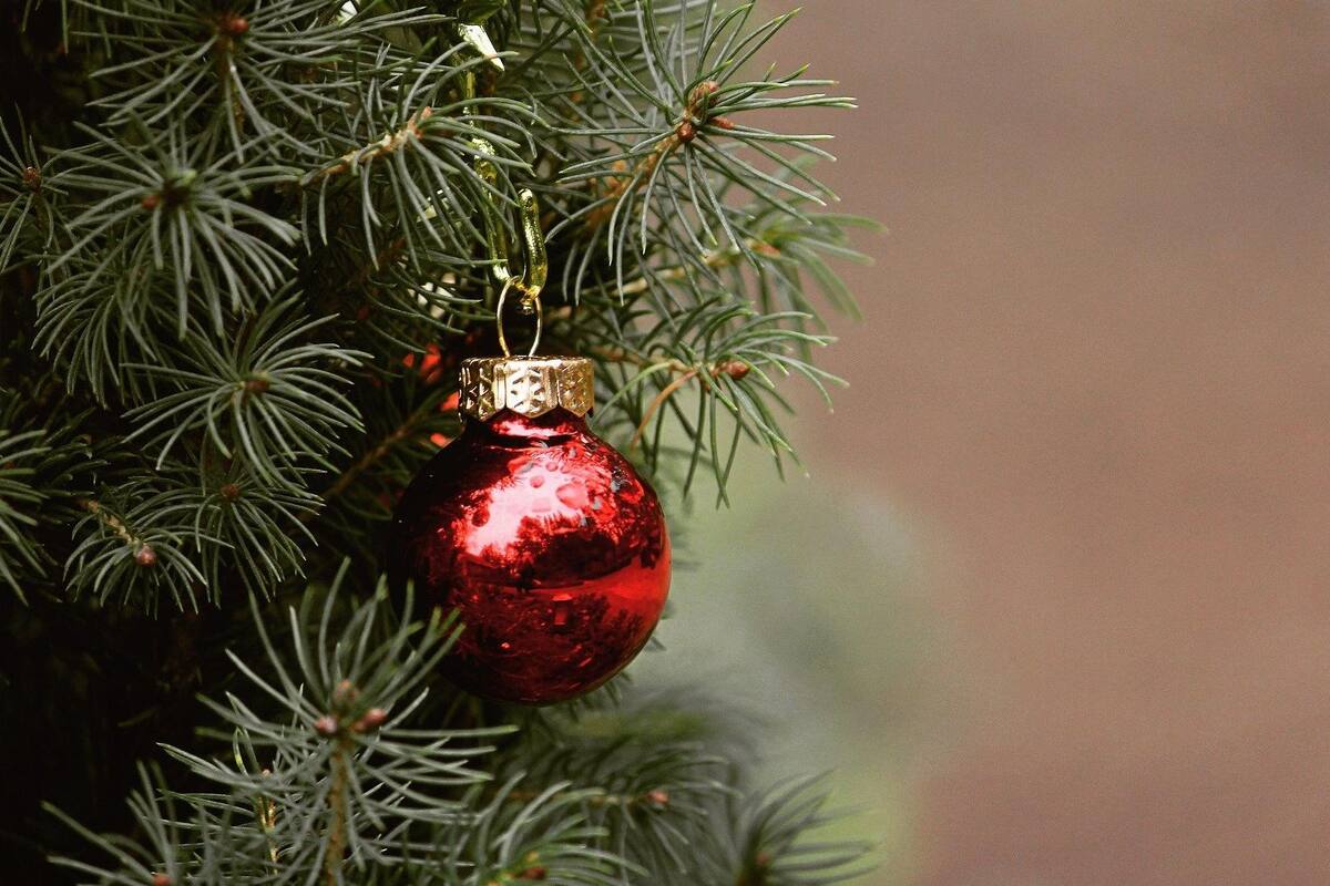 Una culebra se escondía en un árbol de navidad