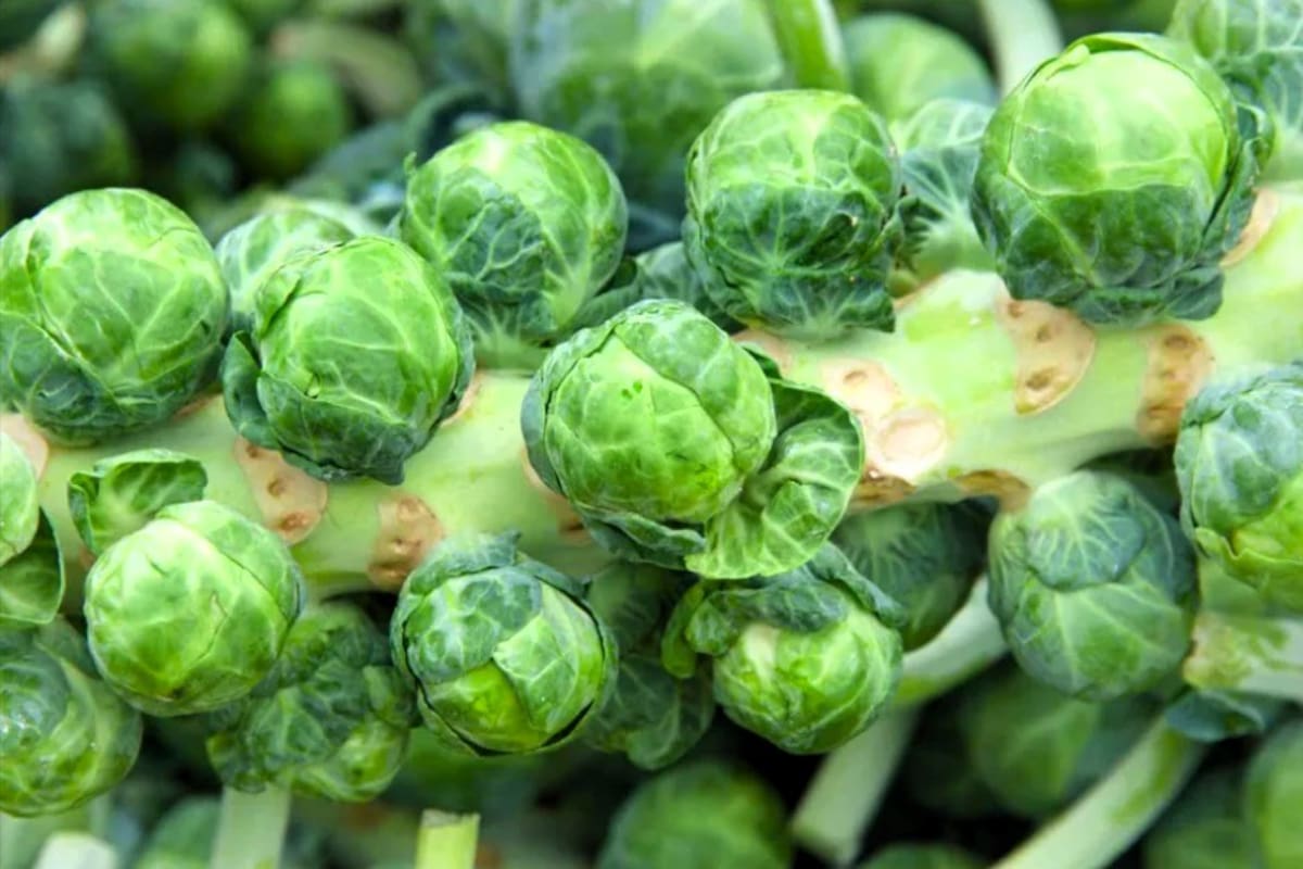 Deja col de Brusélas derrama de 40 mdp