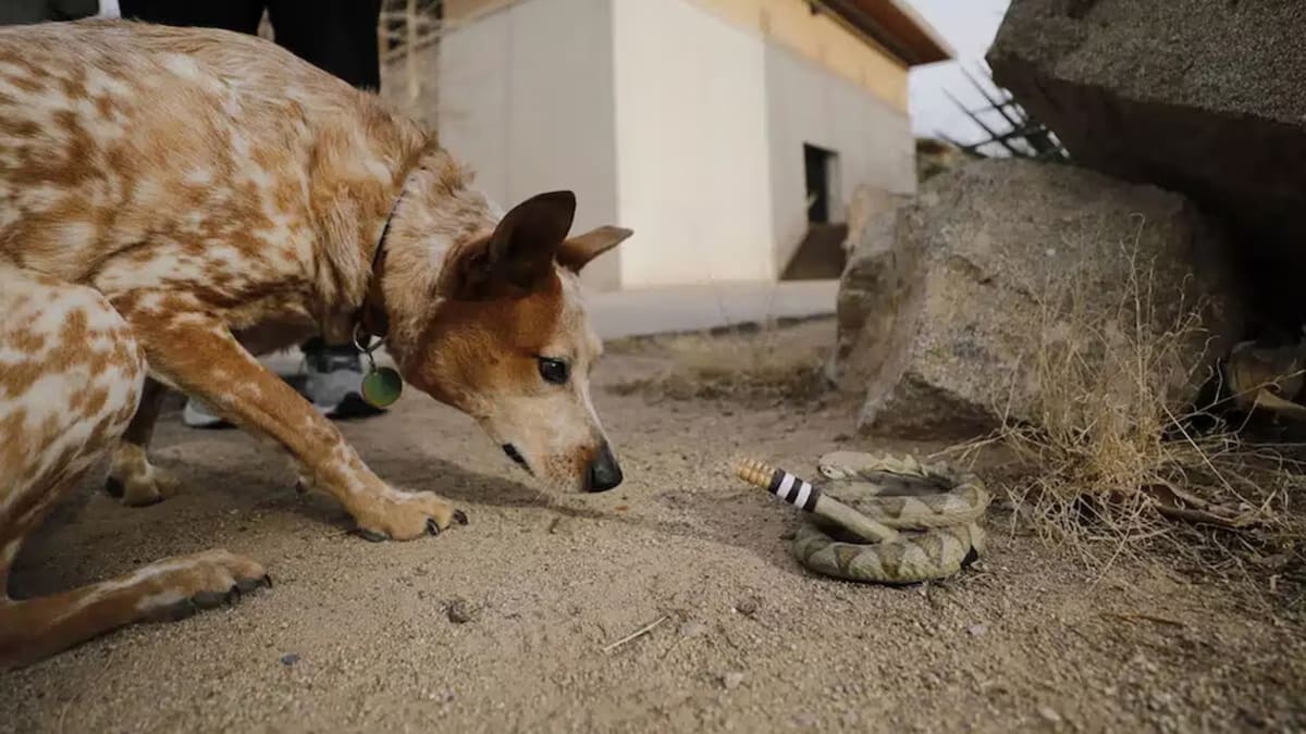 Un experimento con una serpiente de cascabel robótica impresa en 3D mostró que el sonido del cascabel provoca respuestas de miedo en diversas especies animales. (The University of Texas at El Paso )