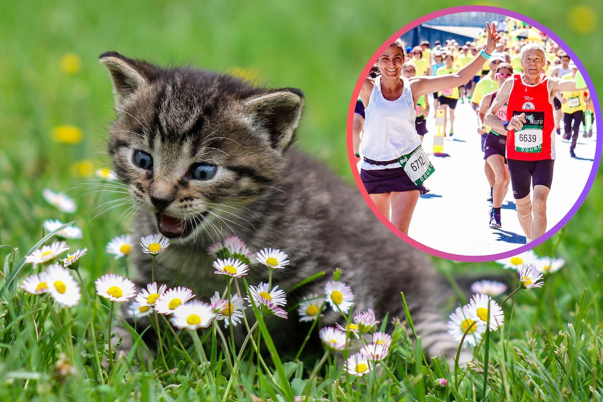 Maratonista deja la competencia para salvar a un gato y su gesto conmueve en redes