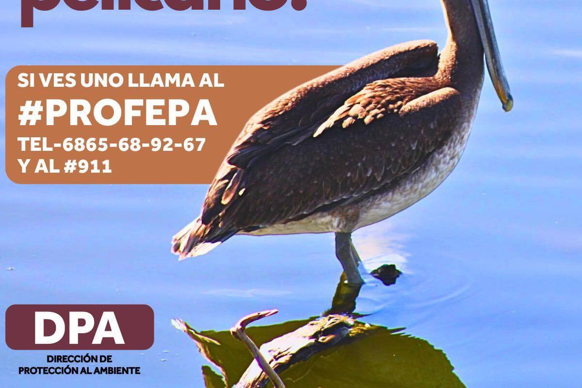 Coordinan esfuerzos para atender reportes de pelícanos deshidratados