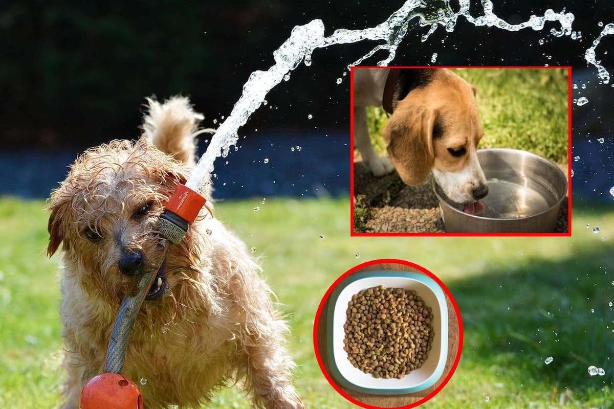 ¿Cómo saber si mi perro está deshidratado?