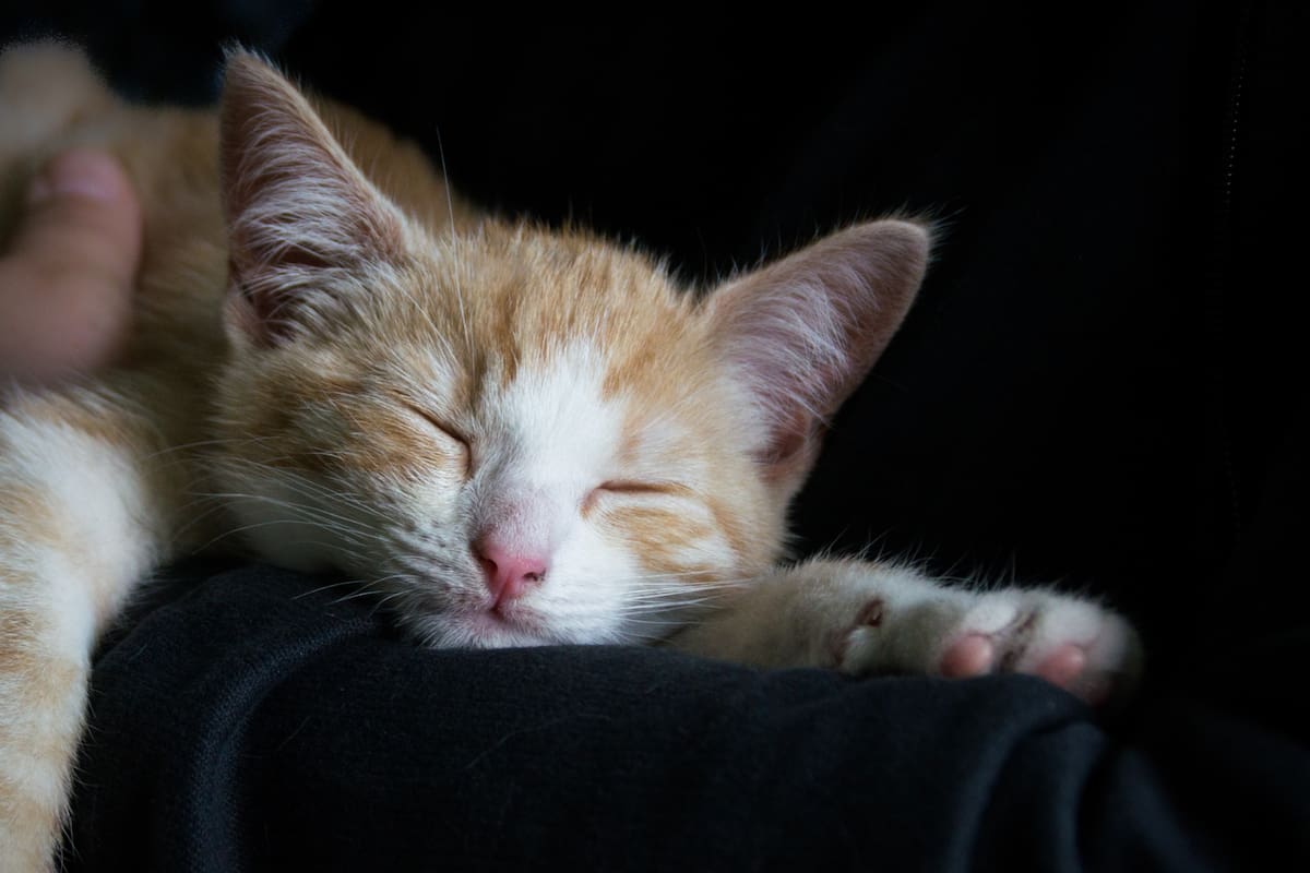 Dormir por adelantado: así funciona el “banco de sueño”