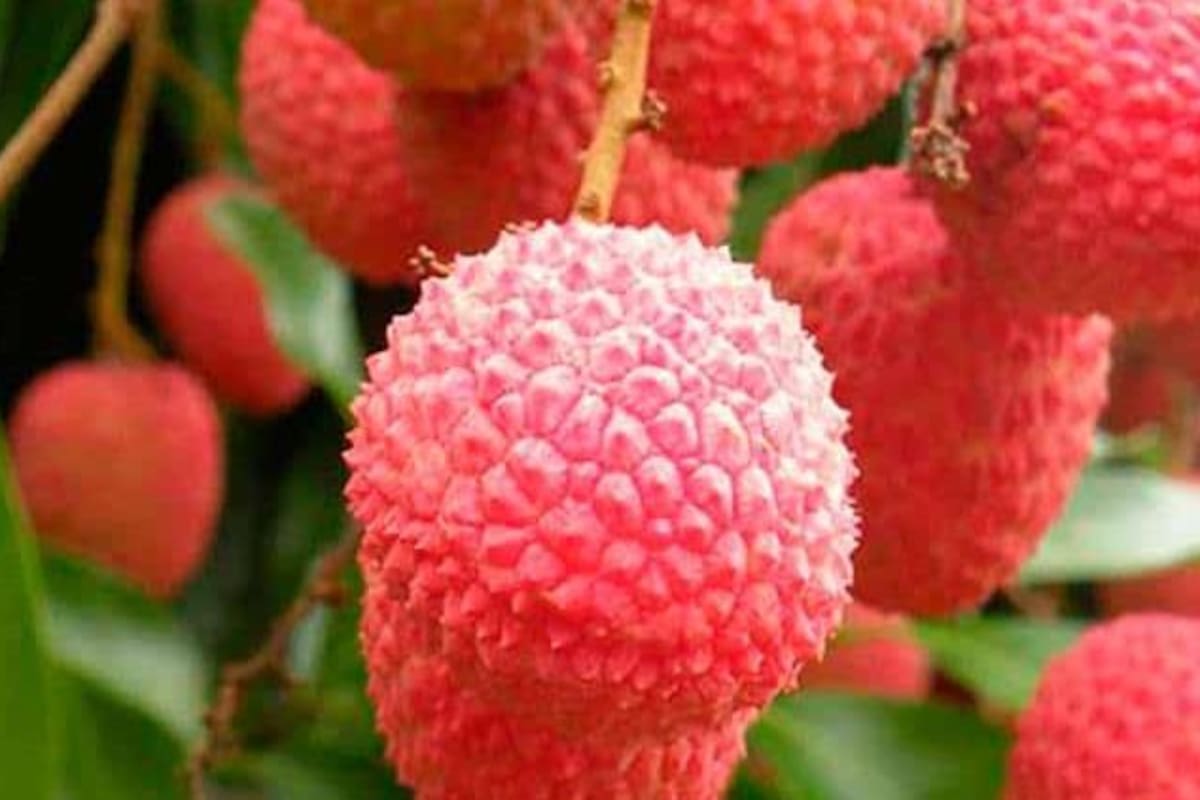 Diferencias entre el lichi y el rambután