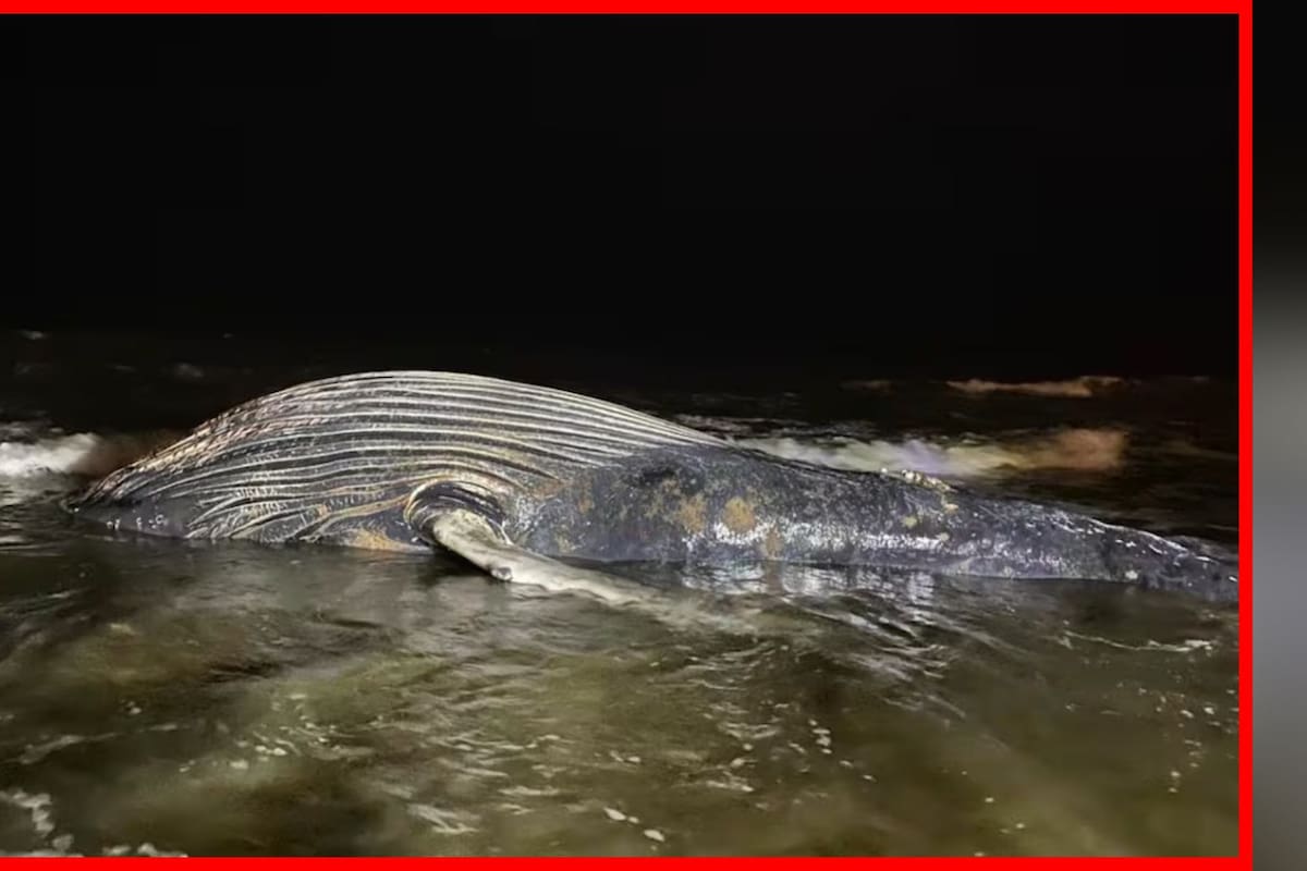 Récord de muertes de ballenas grises en el Pacífico mexicano en 2025; suman 91 ejemplares