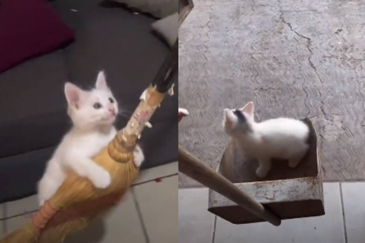 Gatito mantiene acalorada pelea contra una escoba y termina perdiendo; divertido video se hace viral