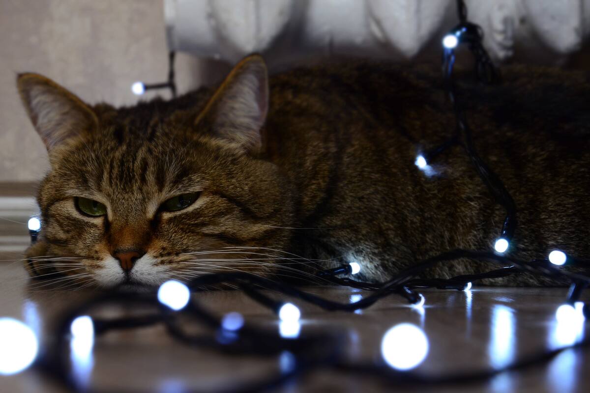 Gato "organiza" fiesta privada