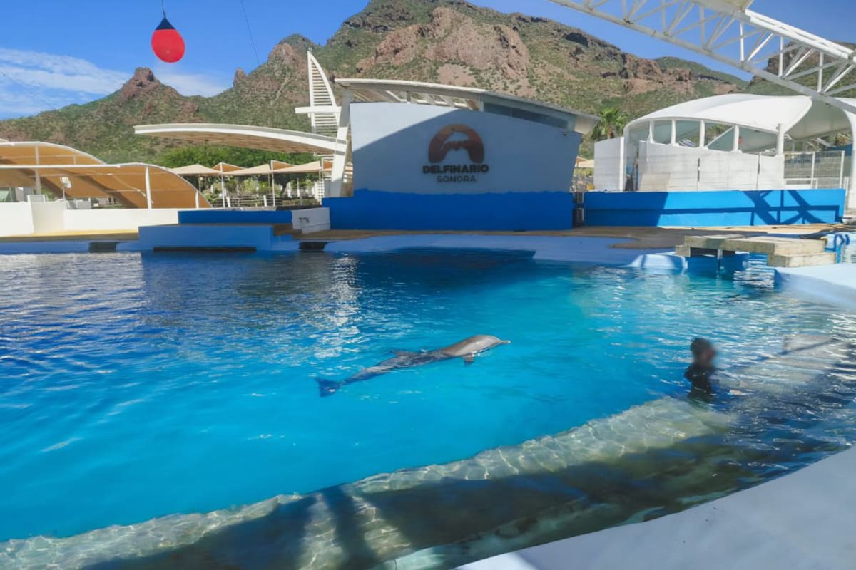 ¿De qué murió Moana en el Delfinario Sonora? La necropsia reportó un traumatismo y la Profepa busca esclarecer qué ocurrió