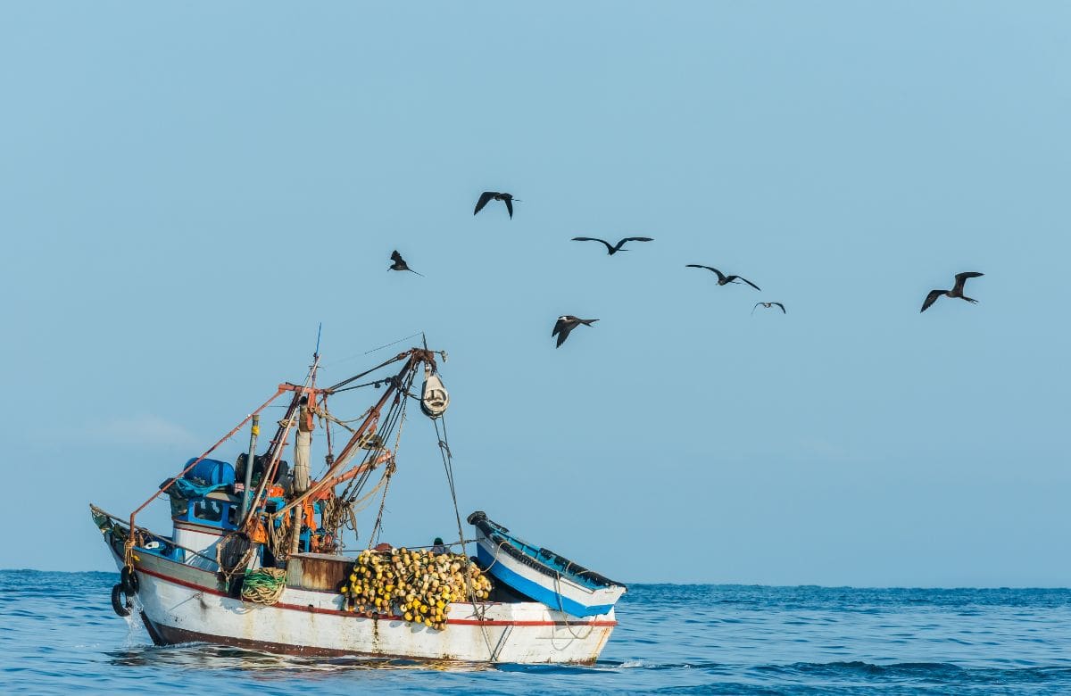 Bandada de aves y barco pesquero en la costa peruana, Piura, Perú. | Foto: Especial