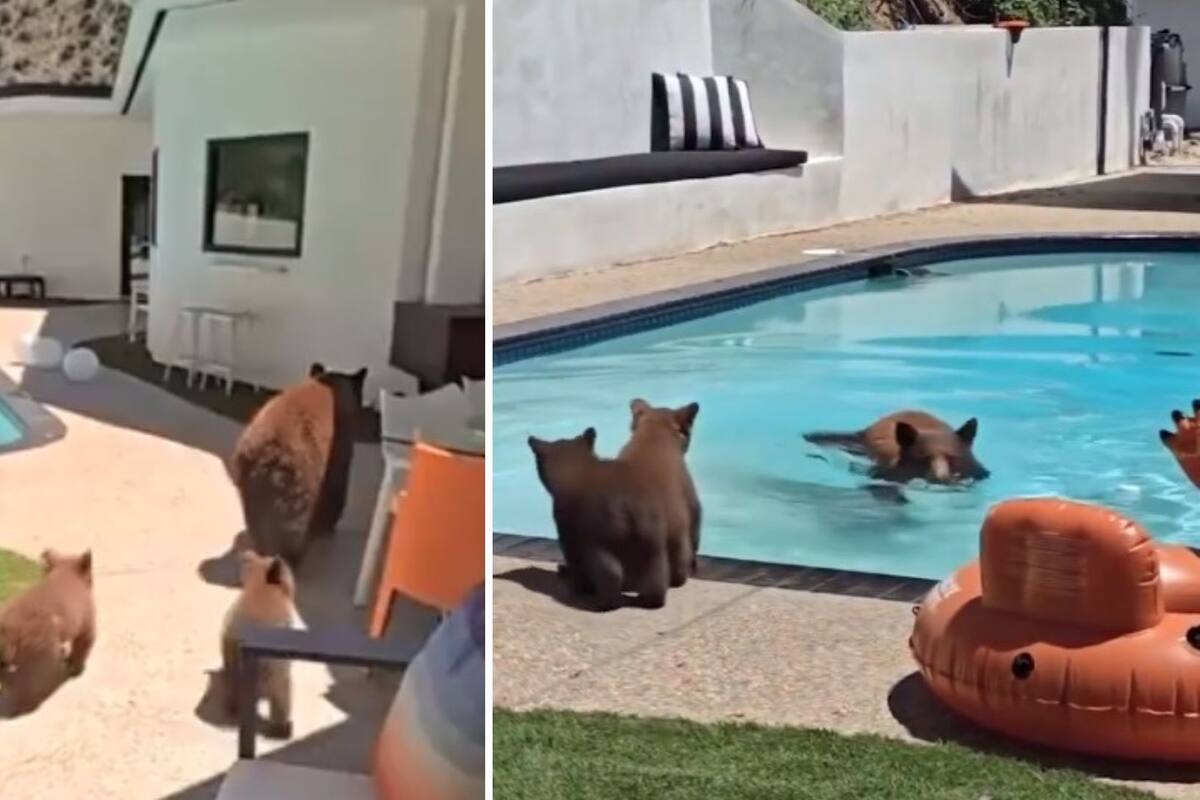 Familia de osos entran a casa en California para refrescarse en la alberca