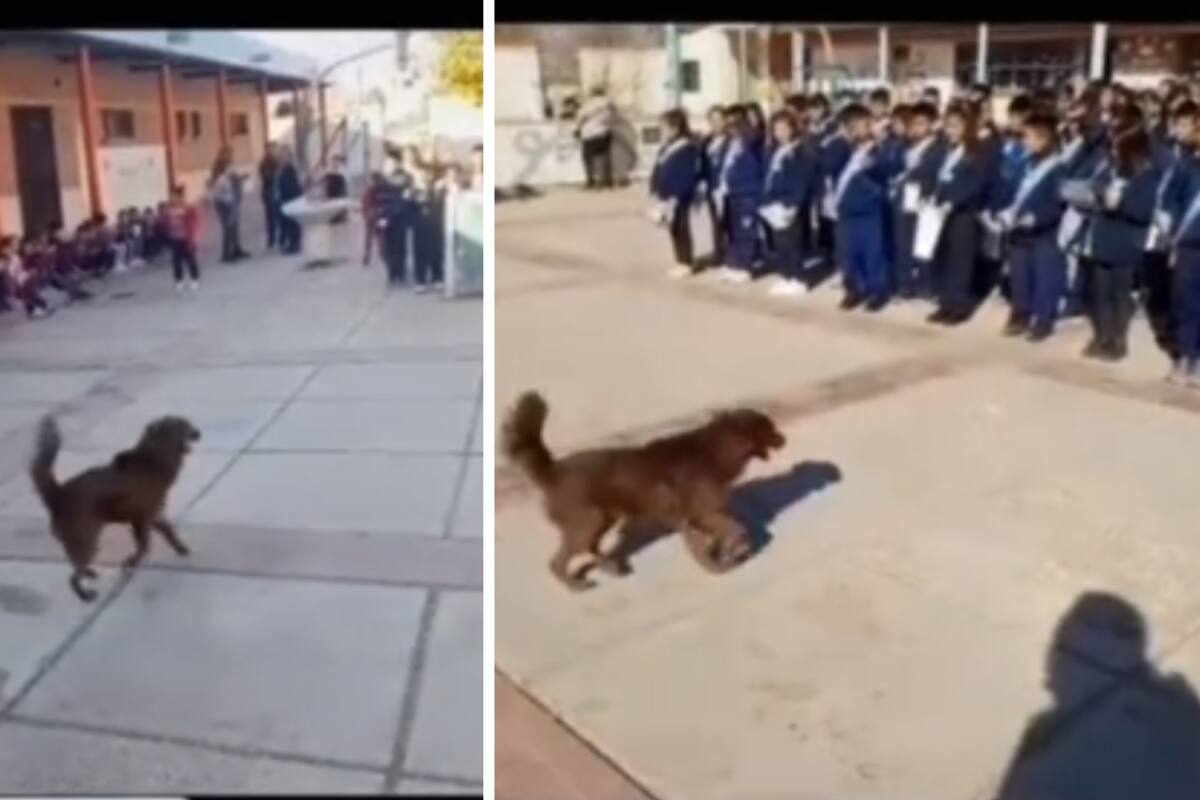 VIRAL: ‘Chori’, el perro callejero que recibió un diploma por cuidar a niños en la escuela