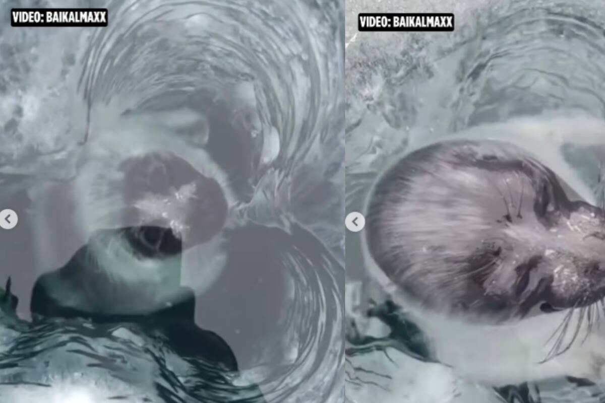 IMPRESIONANTE: Captan en cámara a una rara foca de agua dulce que solo habita en Siberia