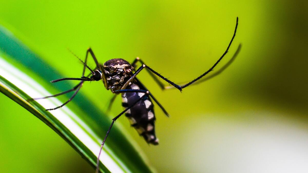 Argentina confirma brote de chikungunya en Tucumán con más de 3,200 casos sospechosos y transmisión local en varias provincias, lo que eleva el riesgo de expansión y obliga a reforzar medidas sanitarias