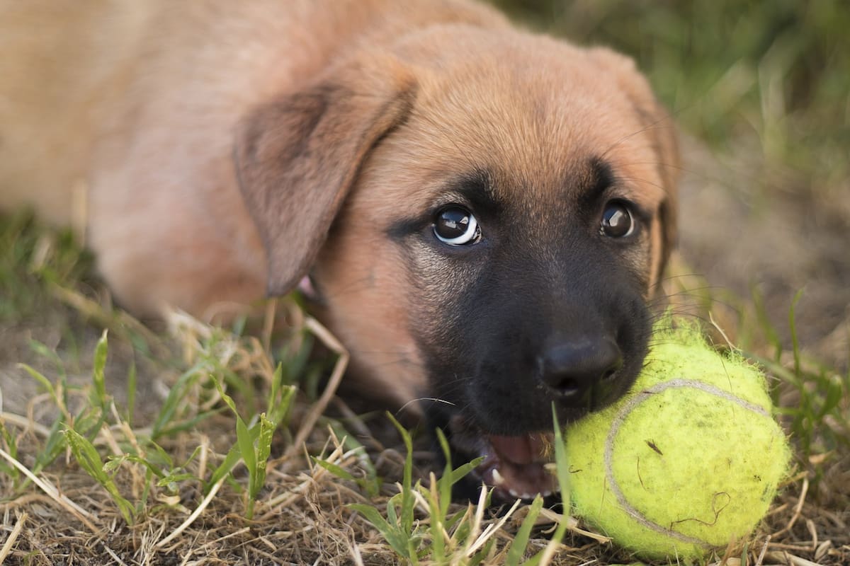 Día del perro sin raza: Cinco razones para adoptar a uno