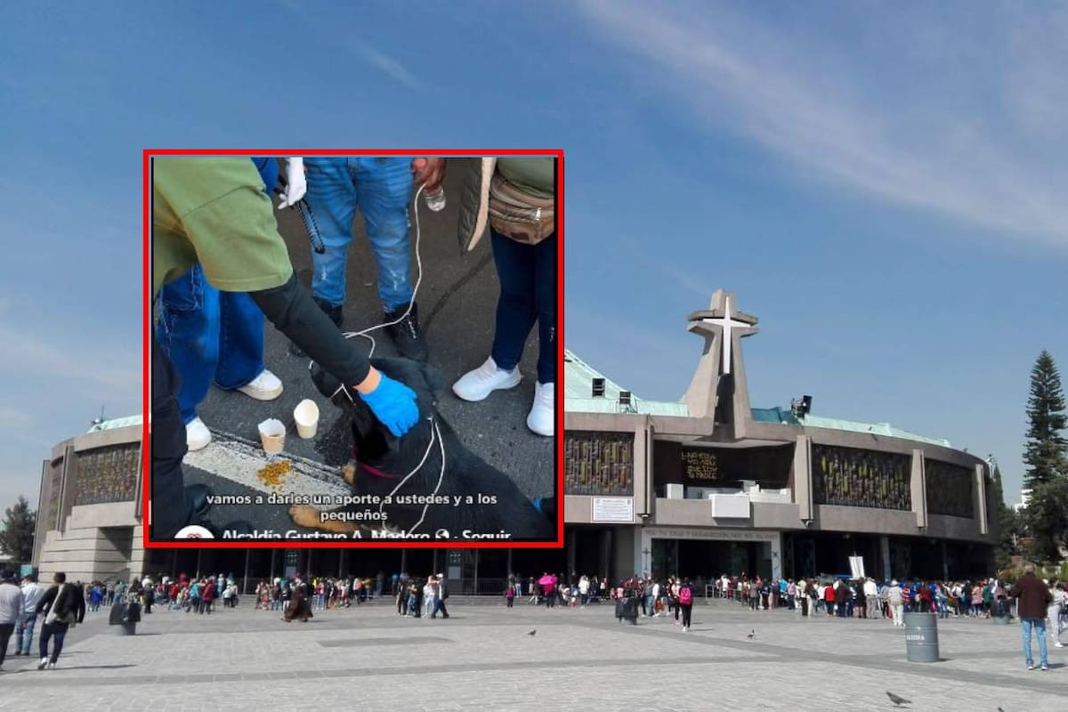 Operativo Perrito Peregrino 2025: Así ayudan a los perritos abandonados en la Basílica de Guadalupe