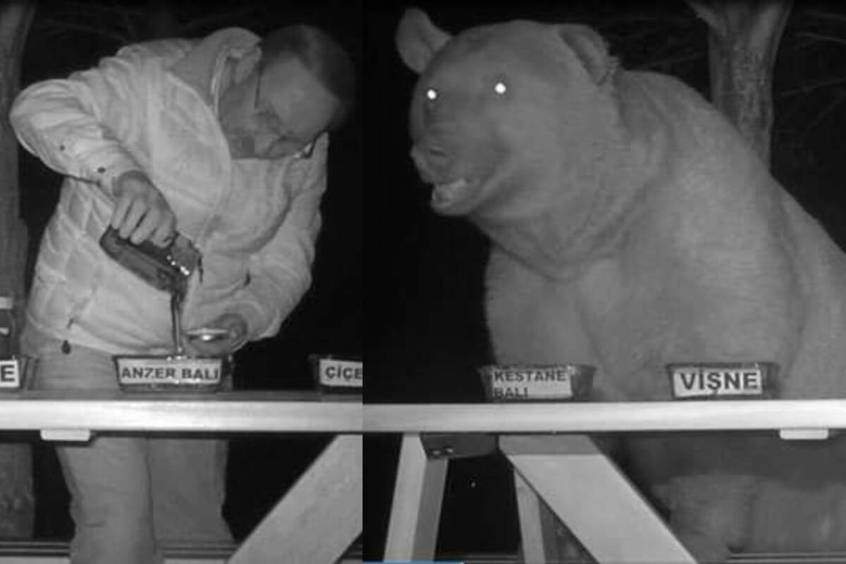 Apicultor turco descubre que osos robaban su miel y decide convertirlos en sus catadores personales