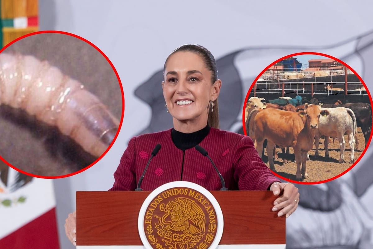 Busca México acelerar planta de mosca estéril contra gusano barrenador; es condición de EU para reabrir frontera: Sheinbaum