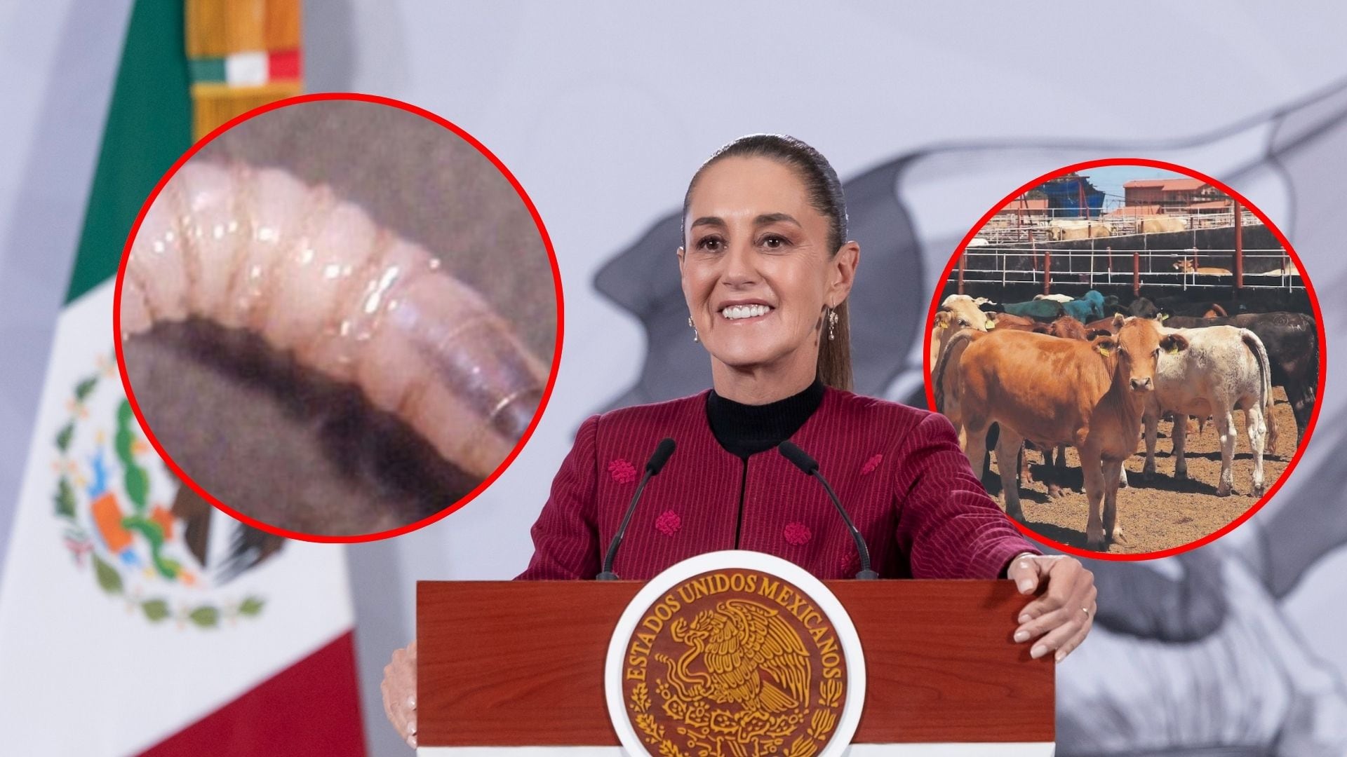 Busca México acelerar planta de mosca esteril contra gusano barrenador; es condición de EU para reabrir frontera Sheinbaum