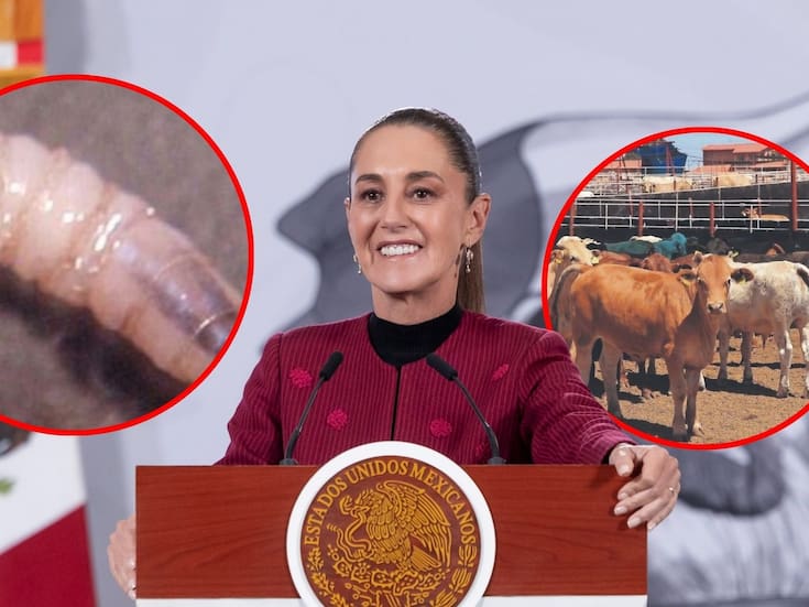 México busca acelerar planta de mosca estéril contra gusano barrenador, planteada por EEUU como condición para reabrir frontera: Sheinbaum