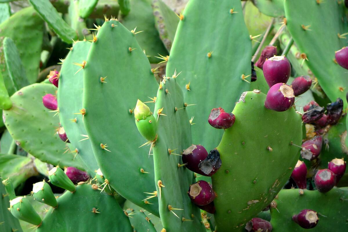 Mexicanos crean piel de nopal para reducir el impacto ambiental