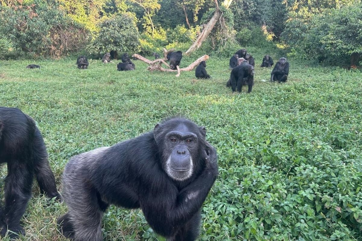 Cuando los chimpancés piensan mejor que nosotros