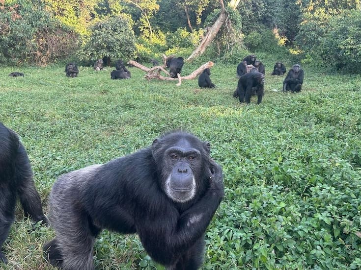 Cuando los chimpancés piensan mejor que nosotros