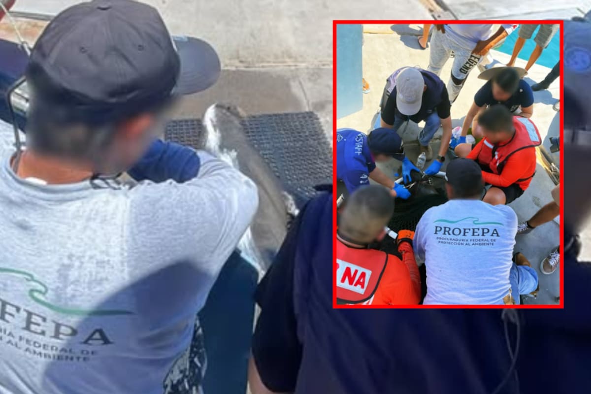 Rescatan a lobo marino enmallado tras meses de búsqueda en Cabo San Lucas