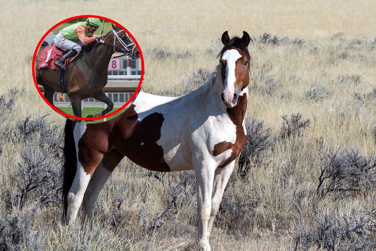 Día Mundial del Caballo: 5 curiosidades que no sabías