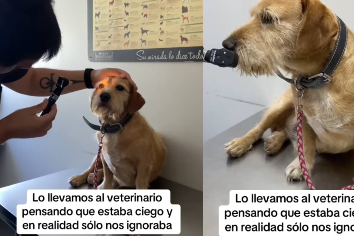 Fundación lleva a su perro al veterinario creyendo que era ciego, pero solo los ignoraba