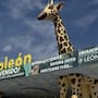 Alerta en el Zoo de León por primeros casos de gusano barrenador; activan vigilancia para proteger a los animales