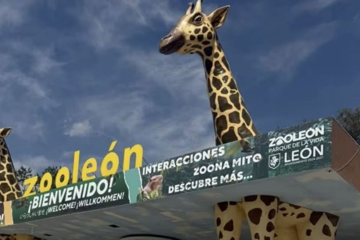 Zoológico de León acumula más de mil muertes de animales, sobrepoblación sin control, falta de registros legales y adeudos desde 2015; exdirector revela fallas estructurales tras ataque que dejó 24 muflones muertos