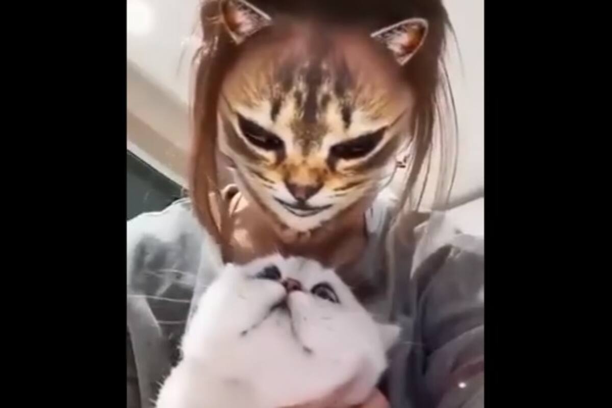 VIDEO: Las curiosas reacciones de los gatos ante sus amos con un filtro felino