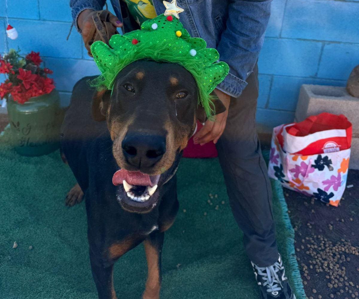 El Voluntariado Rosarito y Huellitas Enjambre pidieron no regalar animales en Navidad sin considerar la responsabilidad que implica su cuidado. Foto: Cortesia