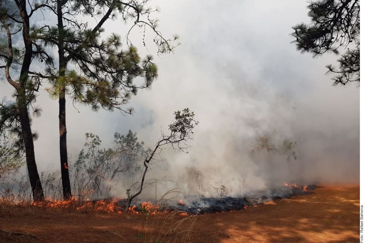 Van más de 1 mil 277 hectáreas afectadas por incendio en San Pedro Mártir