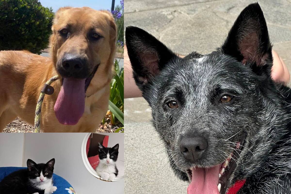 Celebran ‘Adopta una mascota en California’