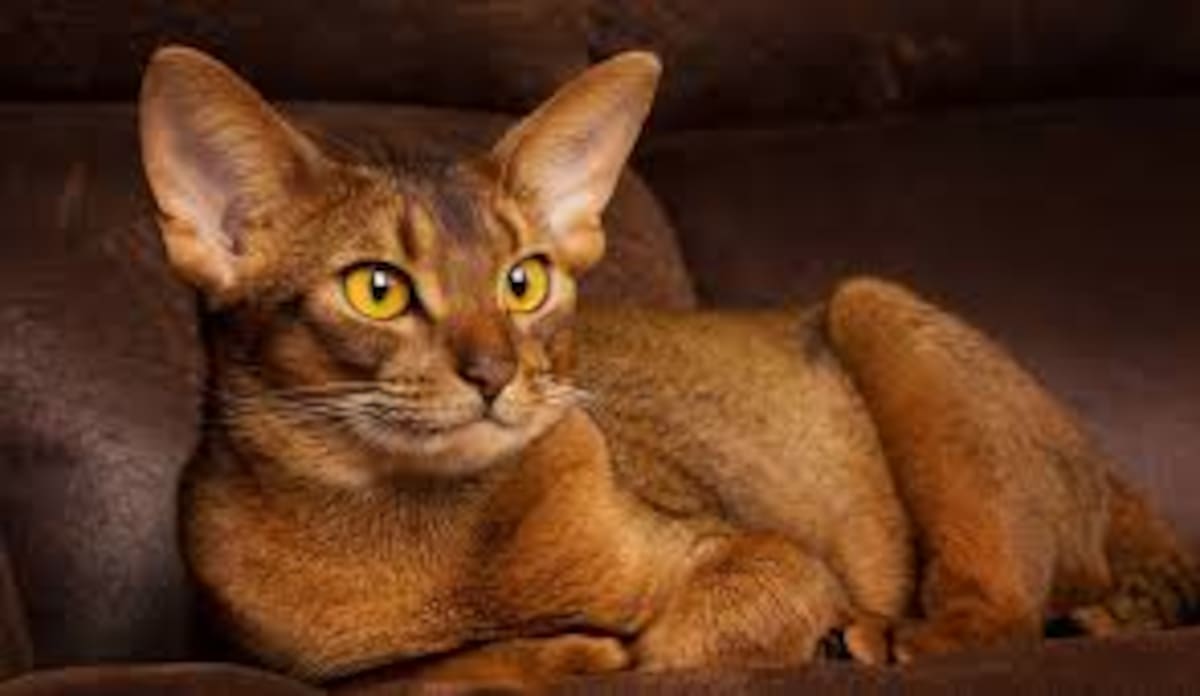 Un gato abisinio. Foto: Cortesía.