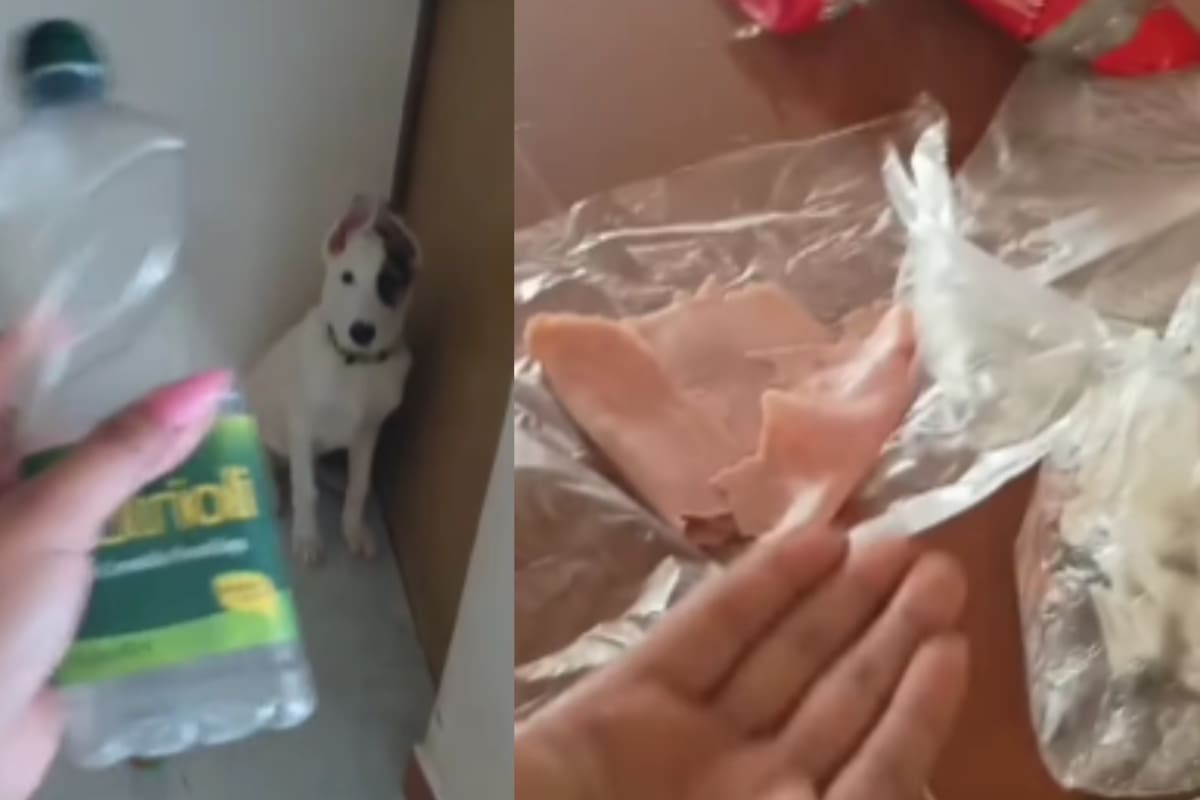 ‘Tú elegiste tragarte el aceite’: Mujer regaña a su perro por tomar el aceite en lugar del jamón