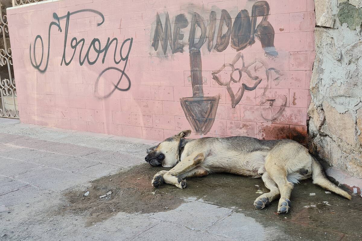Joven es arrestado en Aguascalientes tras herir a un perro; detienen a su padre por sobornar a policías