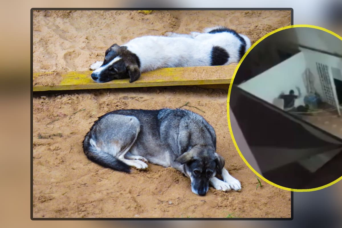 VIDEO: Momento en que hombre golpea brutalmente a perritos y los abandona en la lluvia; indignación en redes sociales