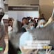 “Pesaba cerca de 600 kilos.”: Enorme escultura de chocolate en forma de vaca colapsa en un Festival de Chocolate
